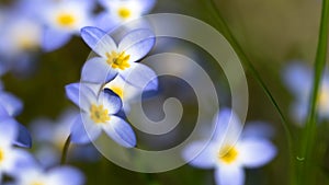 Beautiful Patch of Bluets Blooming Along the Blue Ridge Parkway