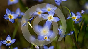 Beautiful Patch of Bluets Blooming Along the Blue Ridge Parkway