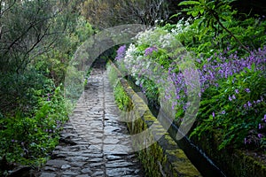 Beautiful path alongside the levada canal at Madeira, Portugal with flowers all around. Way through the lush green forest