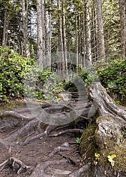 A beautiful path covered in tree roots in a rainforest with tall coniferous trees in the background.