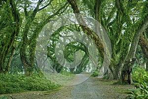 Beautiful path in De Djawatan forest