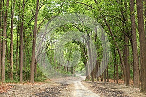 Beautiful path in the dense forest of Jim Corbett photo