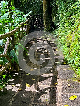 Beautiful path through the forest of Costa Rica