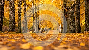 A beautiful path in the golden autumn forest