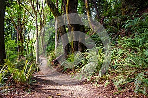 Beautiful path through a Northwest forest