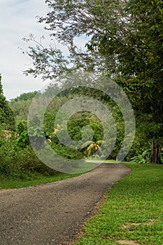 A beautiful path in the Rainforest during a wet and rainy day