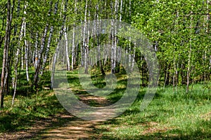 Beautiful path in spring birch forest green