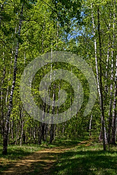 Beautiful path in spring birch forest green