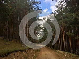 Path in a pine forest.