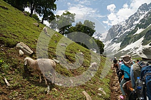 Beautiful path to snow mountains in Sonamarg