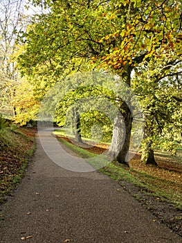 Beautiful path through trees with lovely autumn sunlight