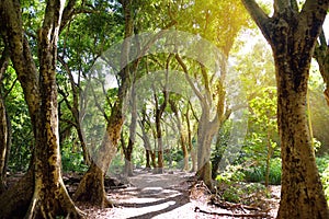 Beautiful path through tropical rain forest leading to Honolua Bay beach, Maui, Hawaii