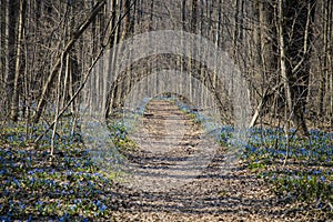 Beautiful pathway in the forest surrounded by trees and blue flowers of first spring flower scilla siberica in Ukraine