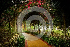 Beautiful pathway going through a tunnel surrounded by trees and pink flowers in Hong Kong