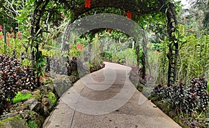 Beautiful pathway in Singapore botanical garden