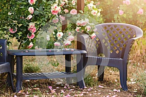 A beautiful patio with blooming french roses. Summer evening on a beautiful garden