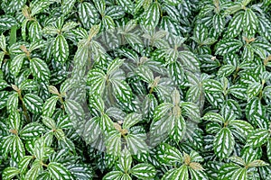 Beautiful pattern of aluminum Plant Pilea cadierei