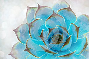Beautiful pattern of blue succulent