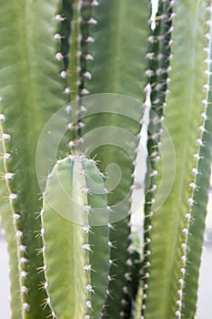 The beautiful pattern cactaceae