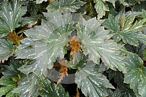 Beautiful pattern of Cane-like Begonia `Lana` leaves photo