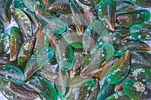 Beautiful pattern and colors of fresh mussels