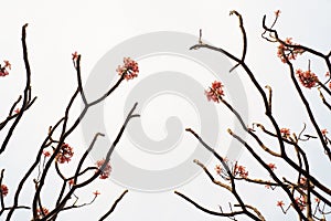 Beautiful pattern of Frangipani branch over white background