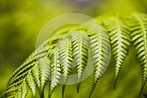 Beautiful pattern of green Ostrich Fern leaf.