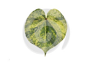 Beautiful pattern heart shaped leaves isolated on white