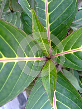 Beautiful pattern of leaf arrangemebt in a plant