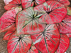 The beautiful pattern on the leaves of Caladium bicolor