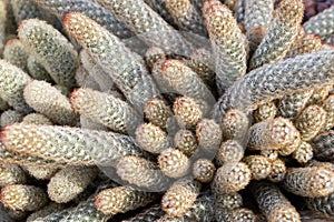 The beautiful pattern mammillaria elongata