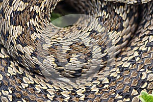 Beautiful pattern of meadow viper