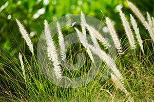 Beautiful pattern of mission grasses