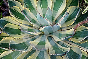 Beautiful pattern of Parry Agave cactus plant