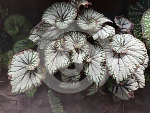beautiful patterned begonias