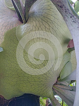 beautiful patterned leaf petals