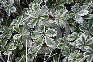 Beautiful patterned leaves are covered with white cristae of hoarfrost