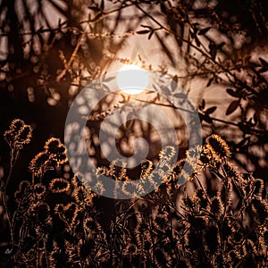 beautiful patterned silhouette of plant grass against the backdrop of the sun