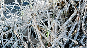 Beautiful patterns of frost crystals on the grass, leaves and branches. Morning frost. Rime. Late fall