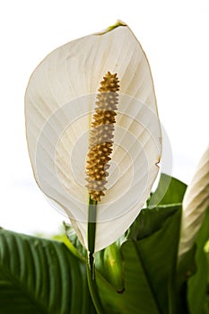 Beautiful Peace Lilly in Bloom