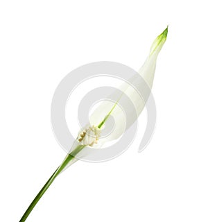 Beautiful peace lily plant on white
