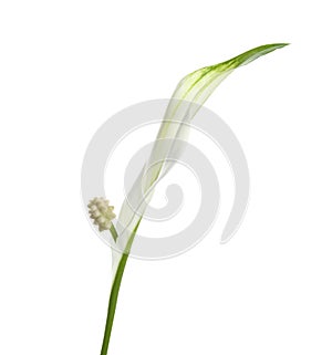 Beautiful peace lily plant on white