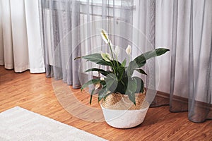 Beautiful peace lily in wicker pot near window indoors. Interior design idea