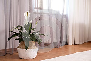 Beautiful peace lily in wicker pot near window. Interior design idea