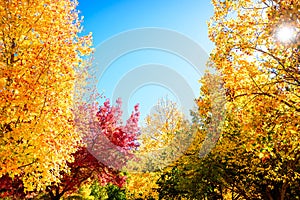 Beautiful peaceful autumn scene in Mount Lofty