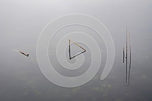 Beautiful peaceful fine art minimalist abatract Winter landscape image of reeds in Loughtrigg Tarn on misty morning with calm