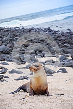 Beautiful peaceful sea lions sunbathing in a beach at the Galapagos Islands, Ecuador