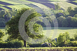 Beautiful peaceful spring wide panorama of green fields stretching to horizon under clear bright blue sky with big green tree on