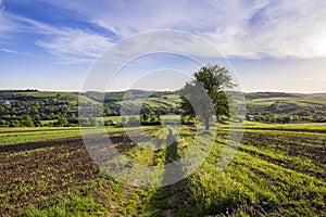 Beautiful peaceful spring wide panorama of green fields stretching to horizon under clear bright blue sky with big green tree on d