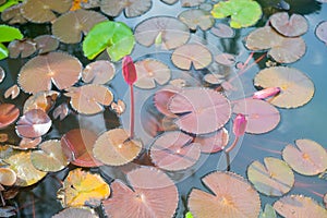 Beautiful and peacefull blooming water lily flowers and leafs on the pond